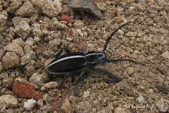 Dorcadion arenarium