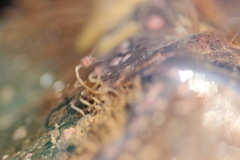 Tubulariidae