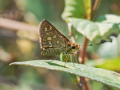 Taractrocera ardonia