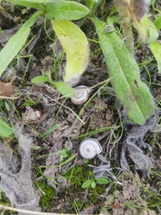 Helicella itala