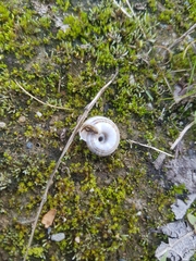 Helicella itala