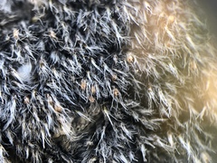 Grimmia crinita