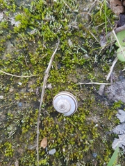 Helicella itala