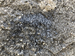 Grimmia crinita