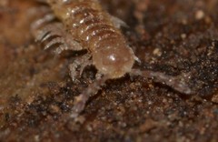 Helminthomorpha