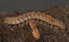 Helminthomorpha