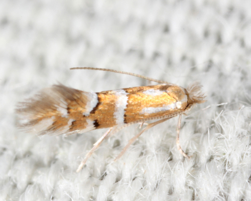 Phyllonorycter comptoniella