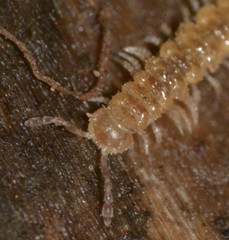 Helminthomorpha