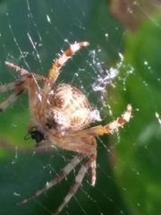 Araneus diadematus