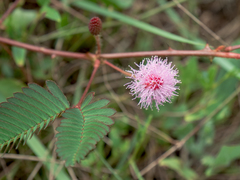 Mimosa pudica
