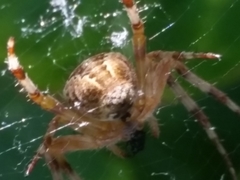 Araneus diadematus