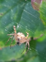 Araneus diadematus