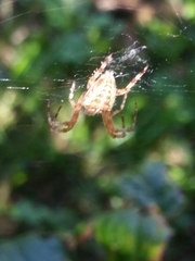 Araneus diadematus