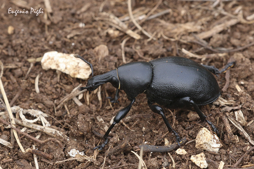 Liparus dirus