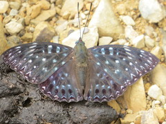 Dichorragia nesimachus formosanus