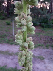 Verbascum phlomoides