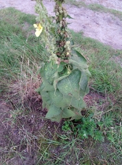 Verbascum phlomoides