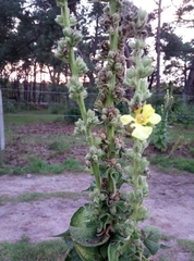 Verbascum phlomoides
