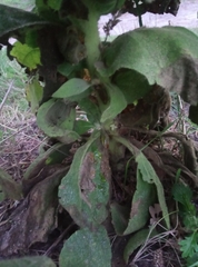 Verbascum phlomoides