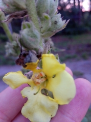 Verbascum phlomoides