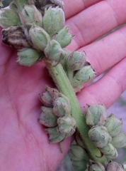 Verbascum phlomoides