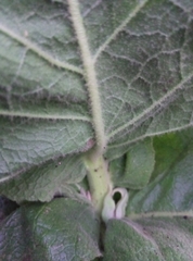 Verbascum phlomoides