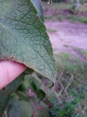 Verbascum phlomoides