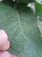 Verbascum phlomoides