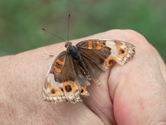 Junonia orithya