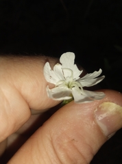 Silene latifolia