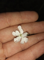 Silene latifolia