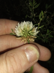 Trifolium repens
