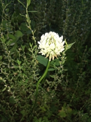 Trifolium repens
