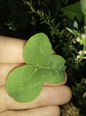 Trifolium repens