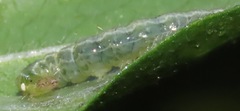 Udea profundalis