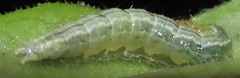 Udea profundalis