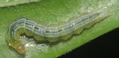 Udea profundalis