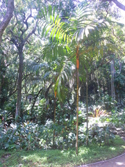 Pinanga caesia