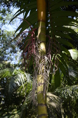 Pinanga caesia