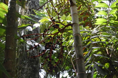 Ptychosperma burretianum