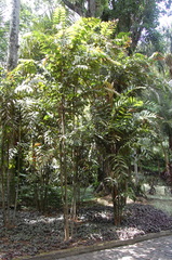 Ptychosperma burretianum
