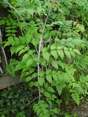 Rubus cockburnianus