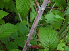 Rubus cockburnianus