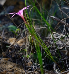 Romulea kamisensis