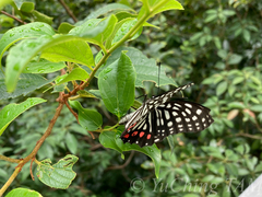 Hestina assimilis
