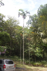 Ptychosperma salomonense