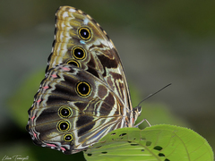 Morpho deidamia