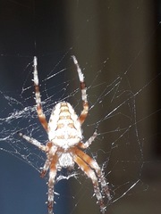 Araneus diadematus