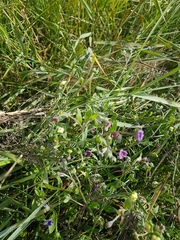 Cynoglossum divaricatum