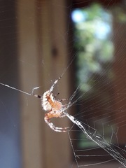 Araneus diadematus